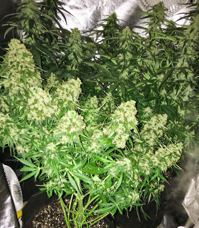 Сорт NYC Diesel Auto fem (Barney's Farm)