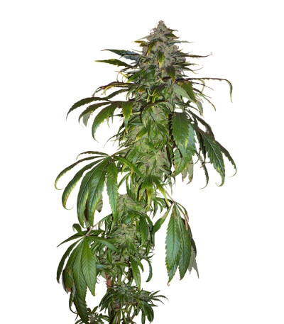 Сорт Santa Sativa fem (Dinafem Seeds)