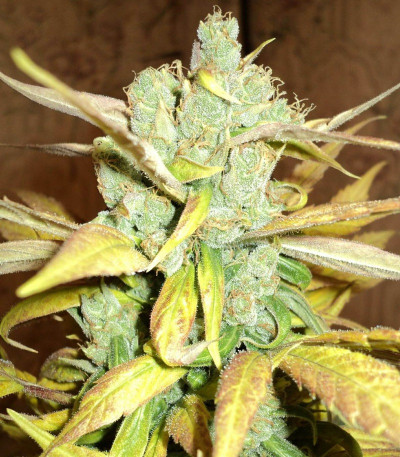 Сорт Chronic Ryder auto fem (Doctor’s Choice)