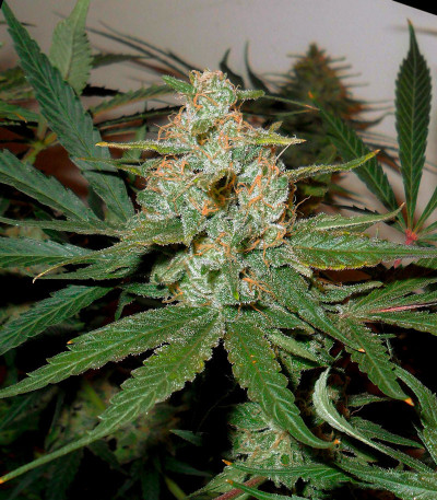 Сорт Fast Flowering Green Crack fem