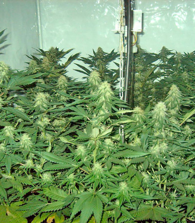 Сорт Pure Power Plant reg (Nirvana Seeds)