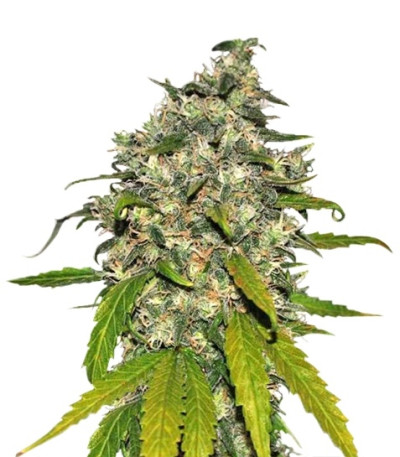 Сорт AK-48 Automatic fem (Nirvana Seeds)