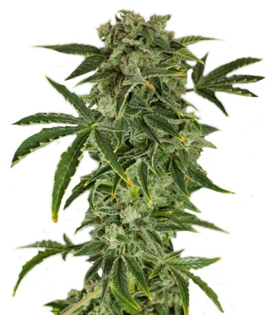 Сорт Haze Autoflowering fem (Dinafem Seeds)