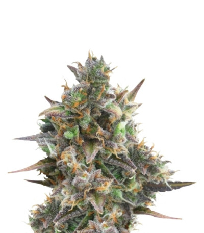 Сорт Royal Bluematic auto fem (Royal Queen Seeds)