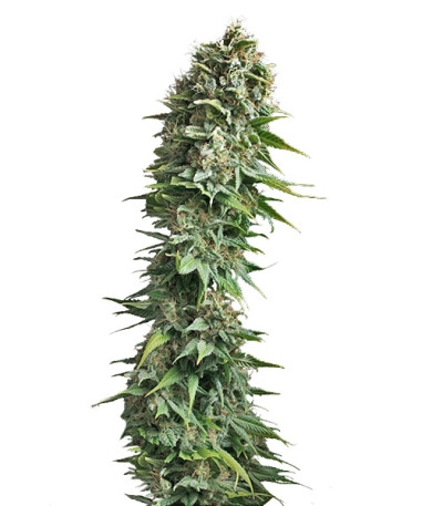 Сорт Fruit Spirit fem (Royal Queen Seeds)