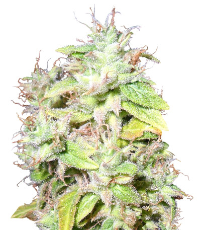 Сорт Sour P fem (Resin Seeds)