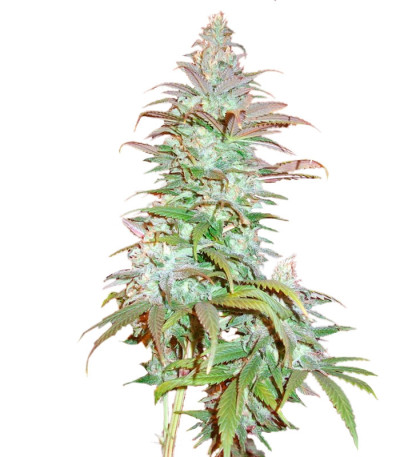 Сорт Blueberry Cheese fem (Barneys Farm)