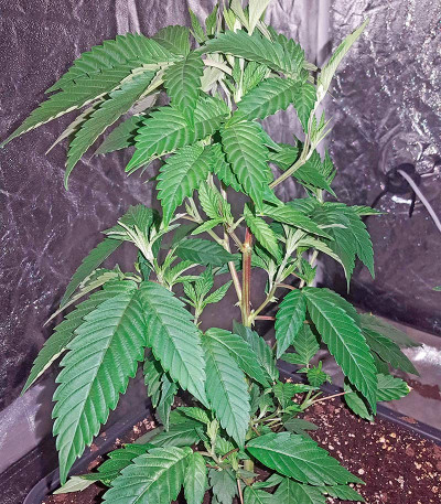 Сорт Bubba Kush reg (Humboldt Seeds)