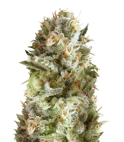 Сорт Jack Herer fem (Trikoma Seeds)