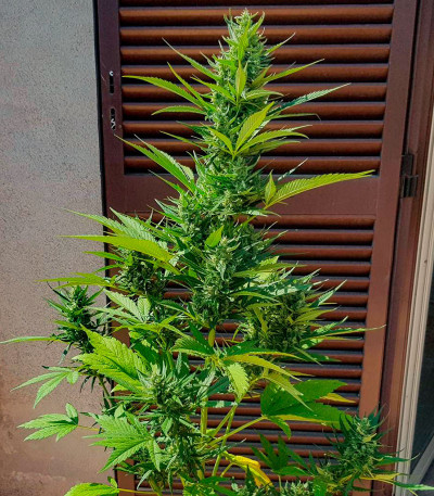 Сорт Papaya Zoap Auto fem (Sweet Seeds)