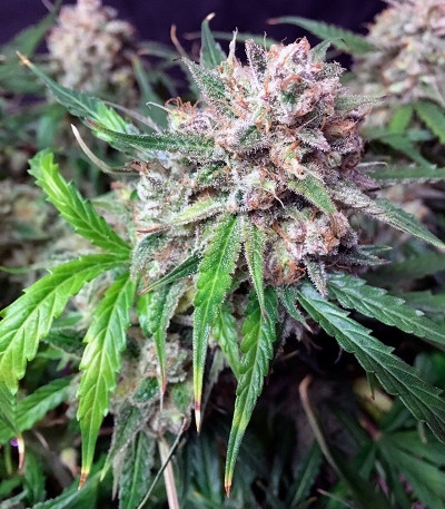 Сорт Auto Cinderella Jack fem (Dutch Passion)