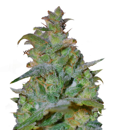 Сорт Auto Ak fem (Female Seeds)