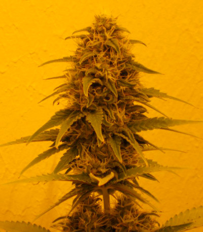 Сорт Lost Coast OG fem (Humboldt Seeds)