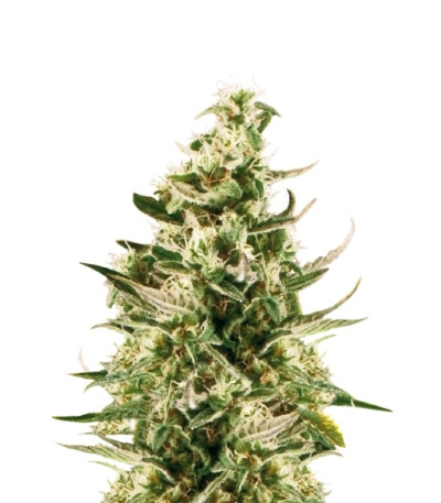 Сорт Royal Critical Automatic fem (Royal Queen Seeds)