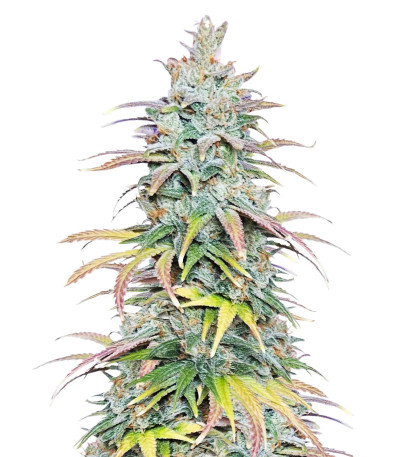 Микс Семян Dessert Mix fem (Herbies Seeds)