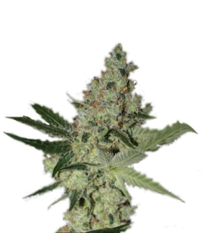 Сорт Acid fem (Paradise Seeds)