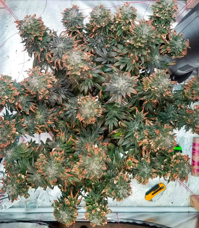 Сорт Big Bud Auto fem (Herbies Seeds)