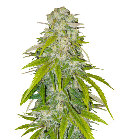 Микс семян конопли Indica Mix fem (Herbies Seeds)