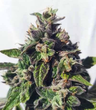 Сорт Triple G fem (Royal Queen Seeds)