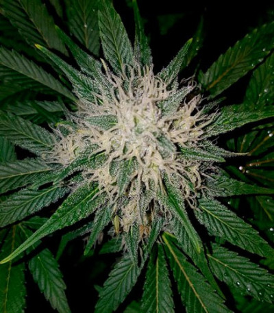 Сорт Berries & Cheese fem (Sumo Seeds)