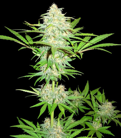 Сорт Cali Gangsta Kush fem (Sumo Seeds)