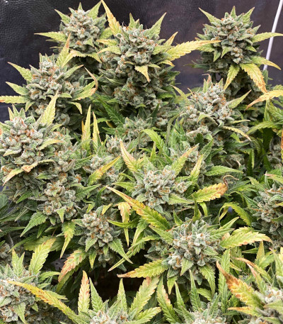 Сорт Cookies auto fem (FastBuds)