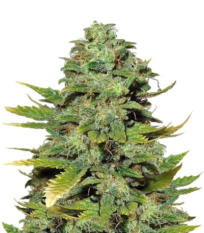 Сорт Mango Skunk reg (Nirvana Seeds)