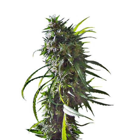 Сорт Royal Flush fem (Nirvana Seeds)