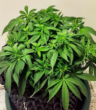 Сорт Sweet Valley Kush fem (Green House Seeds)