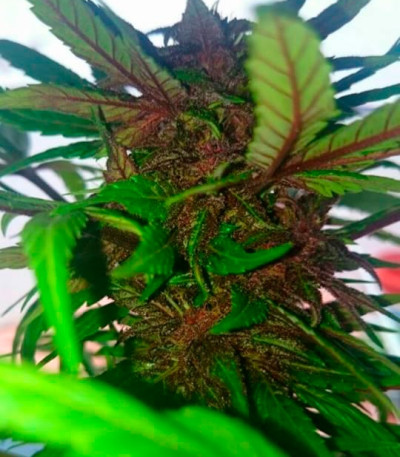 Сорт Auto Dark Purple fem (Delicious Seeds)