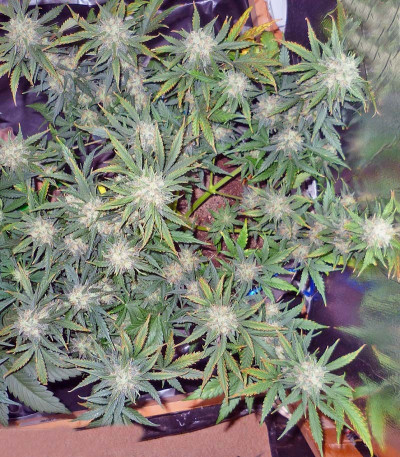 Сорт Mohan Ram fem (Sweet Seeds)