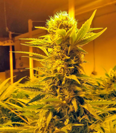 Сорт Northern Lights fem (Vision Seeds)