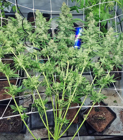 Сорт Royal Gorilla fem (Royal Queen Seeds)