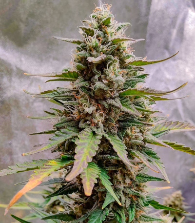 Сорт Purple Punch OG XL Auto fem (Sweet Seeds)