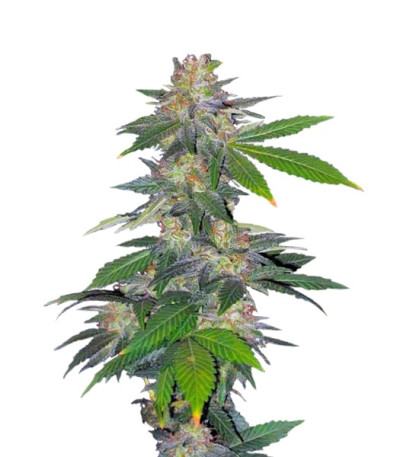 Сорт Auto Northern Hog fem