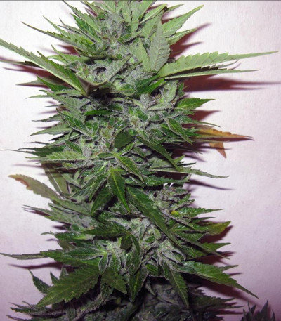 Сорт Sugar Gom auto fem