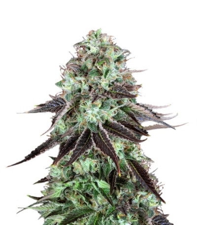 Сорт DarkStar Kush reg