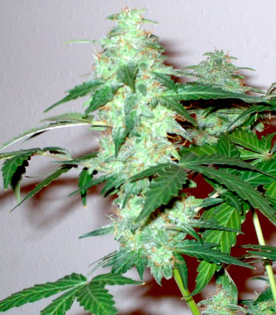 Сорт Supersonic Cristal Storm auto fem (Samsara Seeds)