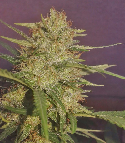 Сорт SexBud fem (Female Seeds)