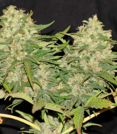 Сорт Critical Super Silver Haze fem (Delicious Seeds)