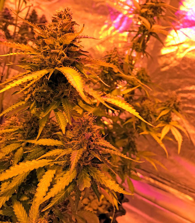 Сорт конопли Cheese Autoflowering