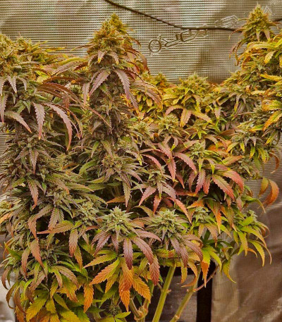 Сорт Lemon Drizzle fem (Barney's Farm)