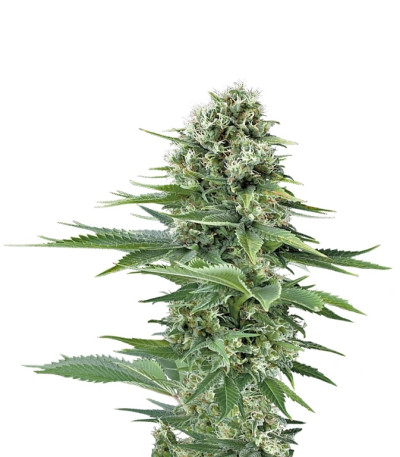 Сорт Power Flower fem (Royal Queen Seeds)