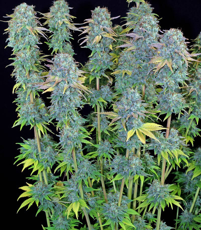 Сорт Serious Happiness fem (Serious Seeds)