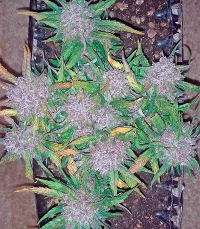 Сорт Blue Dream Auto fem (Humboldt Seeds)