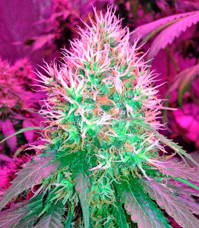 Сорт Blue Dream fem (Humboldt Seeds)