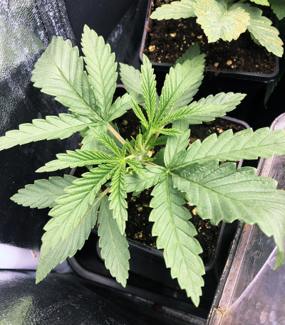 Сорт Tropicanna Banana fem (Barney's Farm)