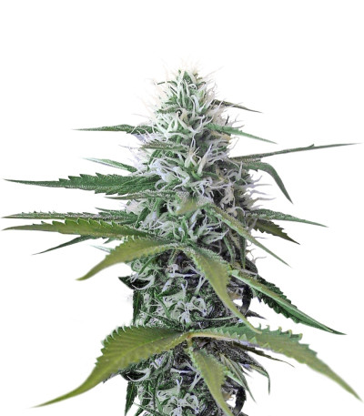 Сорт Blue Mystic (Blueberry) reg (Nirvana Seeds)