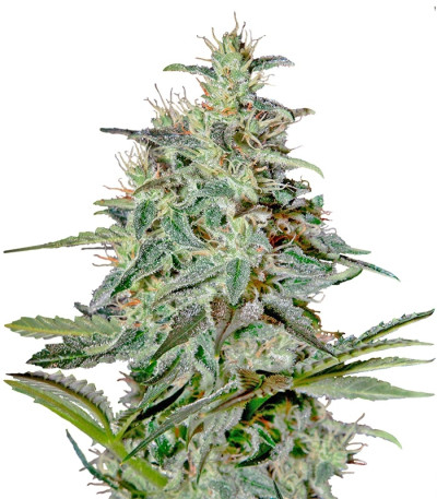 Сорт White Lemon fem (Strain Hunters)