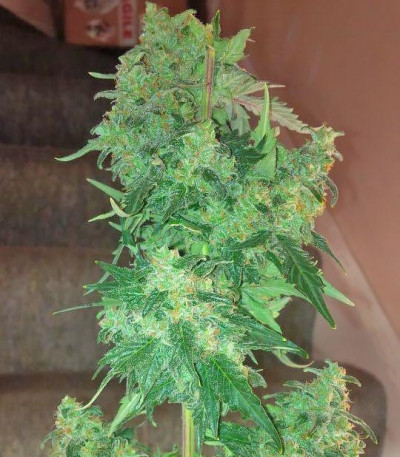 Сорт Krippleberry Auto fem (Dr. Krippling Seeds)